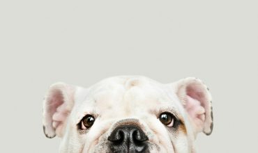 The Best TA Leaders Don’t Buy a Dog and Bark Themselves